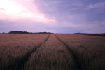 Hugh Leslie Field
